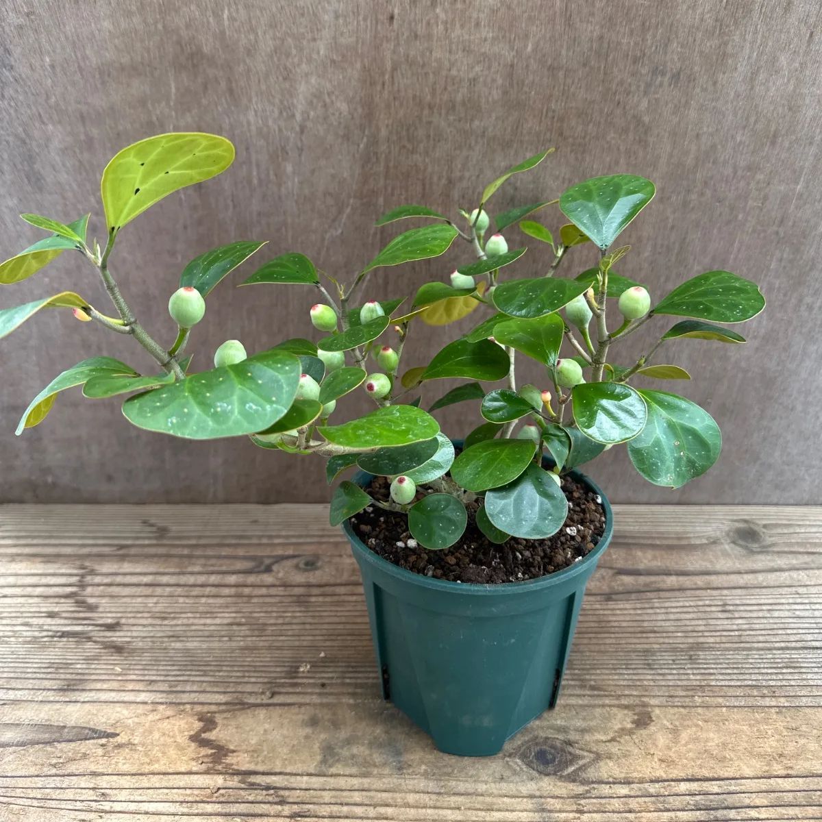 サンプル】フィカス ゴールドコイン Ficus deltoidea フィカス デルトイデア コバンボダイジュ 観葉植物 観葉 植物 珍奇 珍しい レア  希少 インテリア プレゼント おしゃれ かわいい リビング おうち時間 グリーン アートプランツ