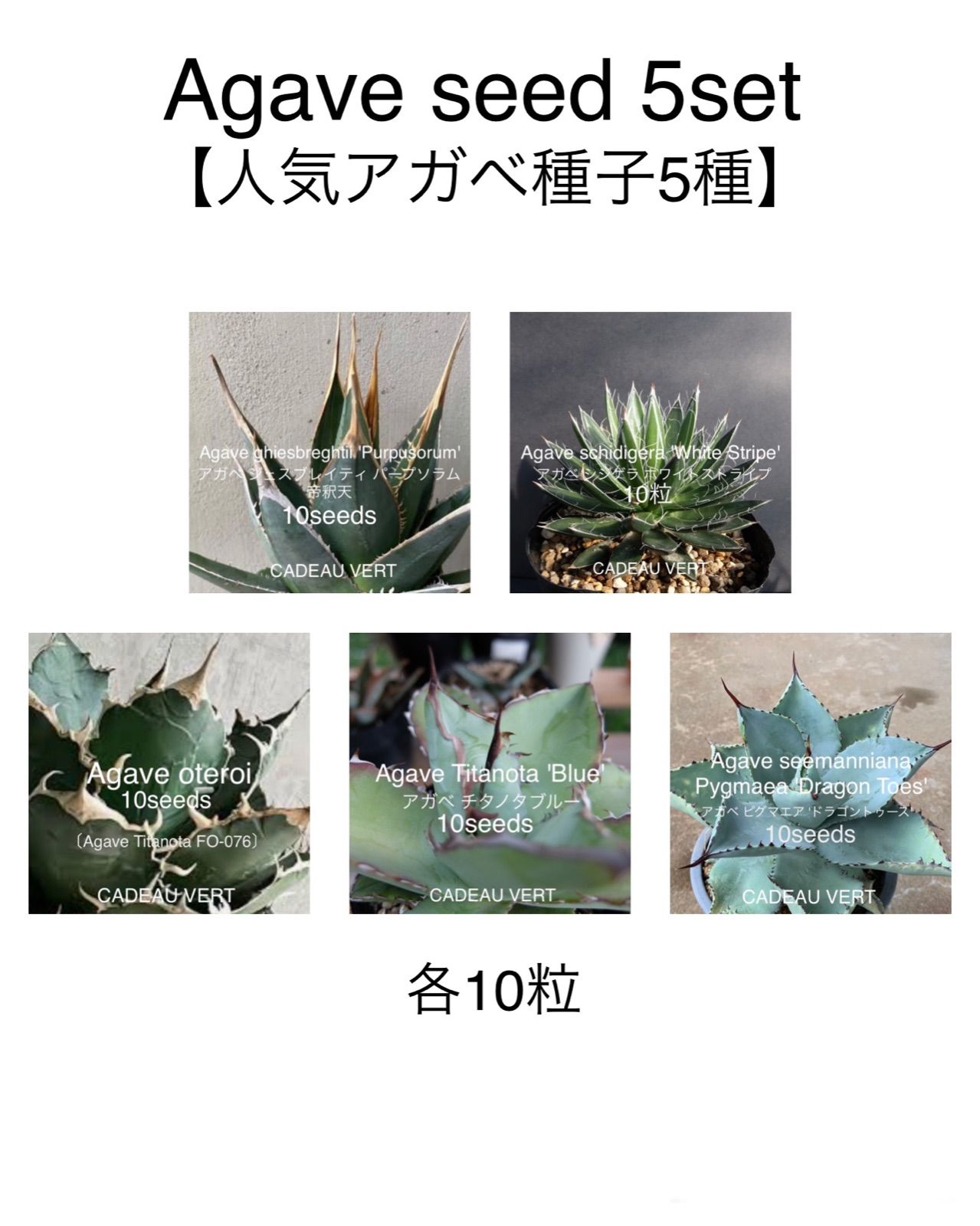 Agave 5seeds set ☆人気アガベ5種セット 各10粒 計50粒 - メルカリ