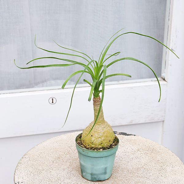 現品販売 観葉植物 ポニーテール トックリラン ノリナ 2.5号