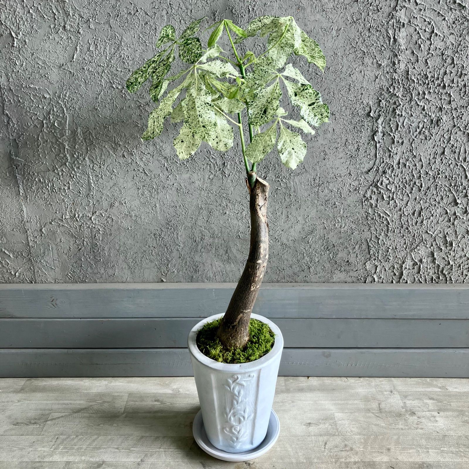 希少品種 斑入り パキラ ミルキーウェイ 7号 テラコッタ鉢植え