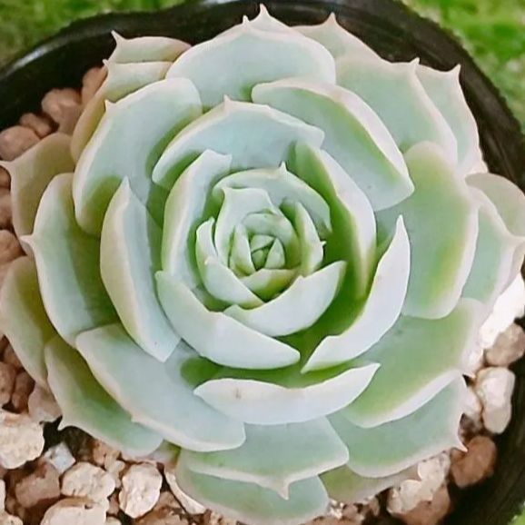 多肉73　バニラココ　札付き　ポットごとメルカリ便 多肉73 バニラココ 札付き ポットごとメルカリ便 - メルカリ