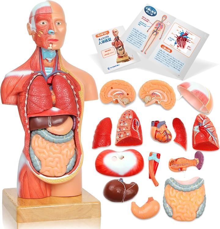 KIYOMARU ソフトな質感で15分解できる卓上サイズの人体解剖模型 人体模型