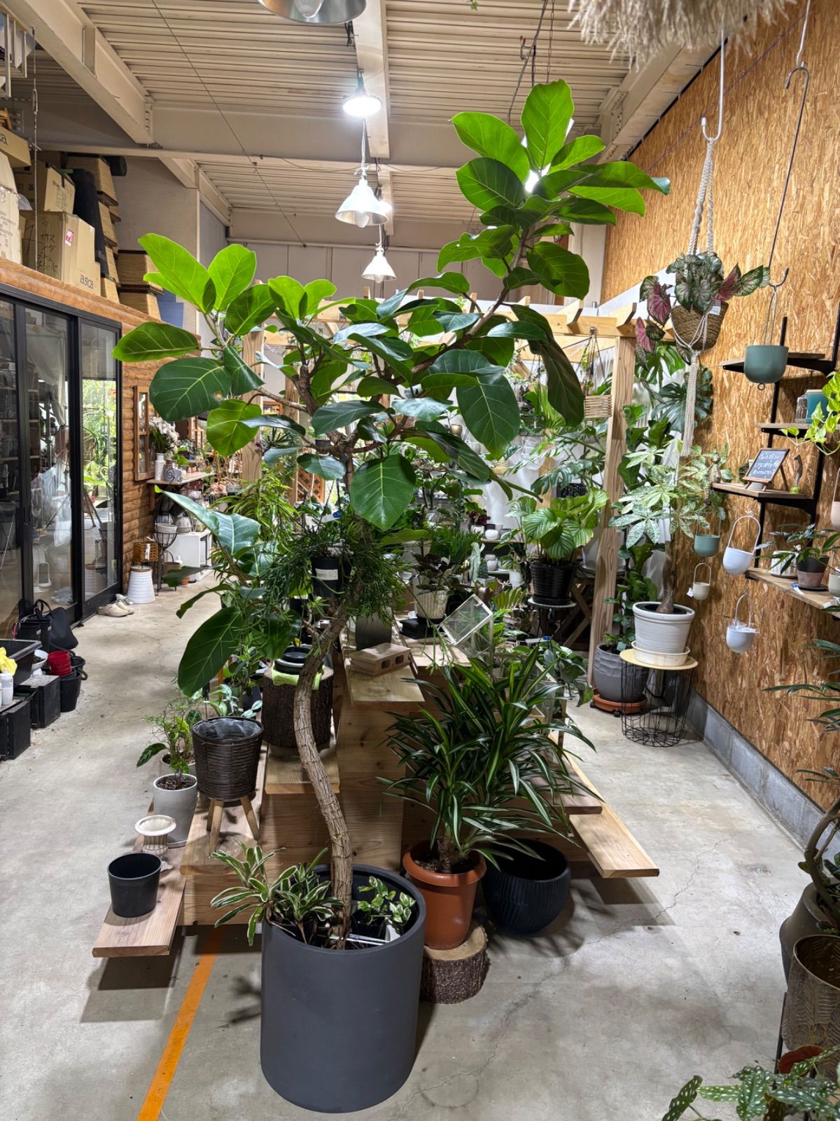 ショウナンゴムの木【引き取り限定】