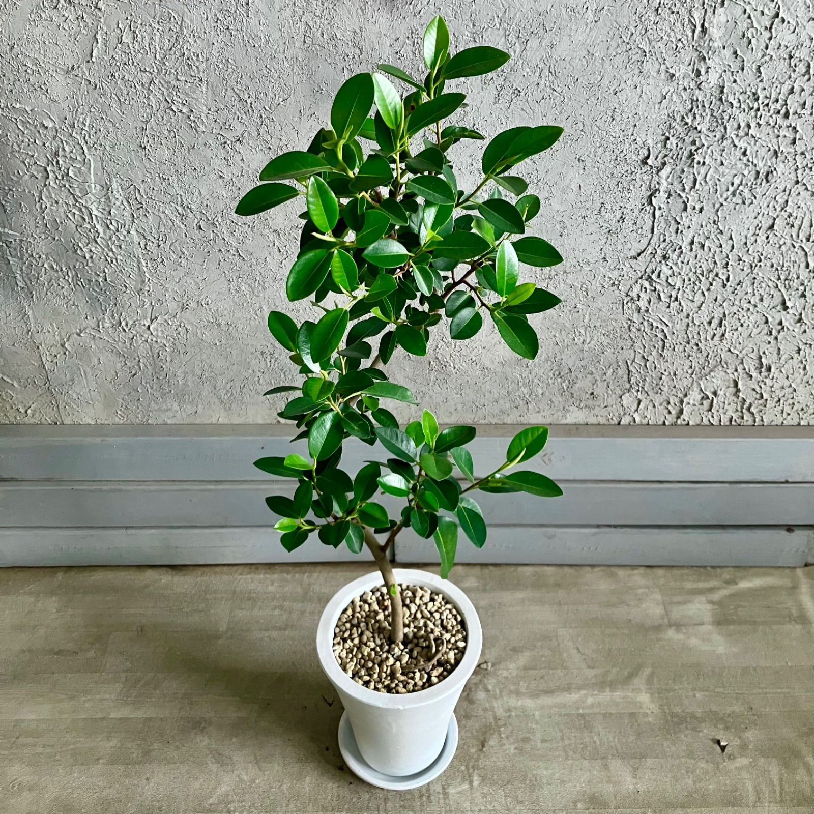 テラコッタ鉢植え ホワイト