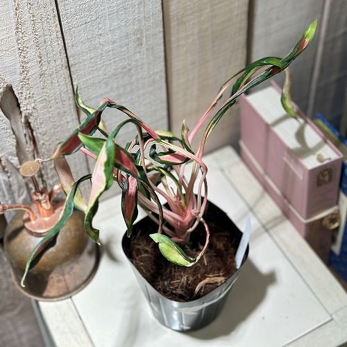 激レア アグラオネマ メデューサ 3.5号ポット 個体A(現品) 希少