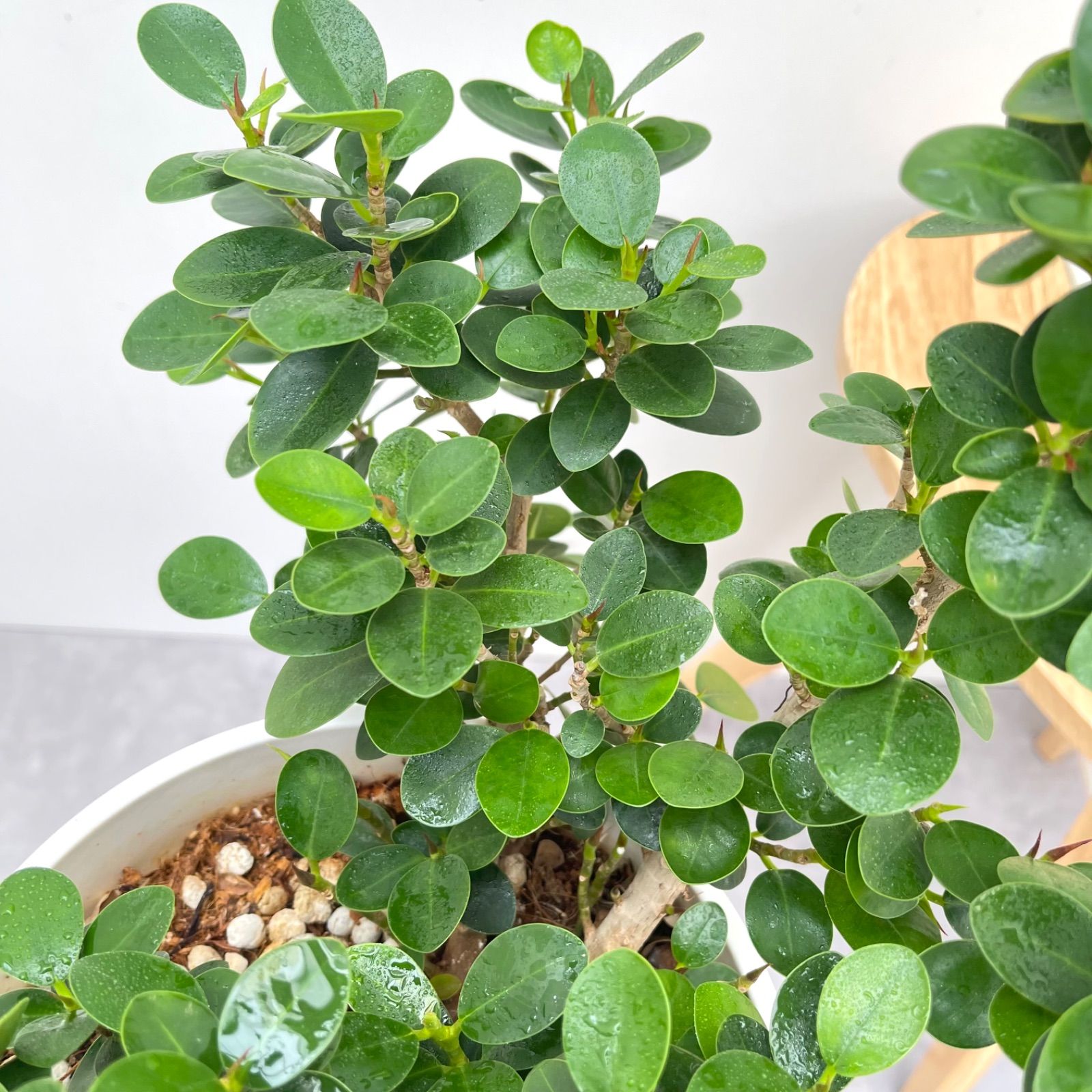 コパンダガジュマル【現品】☆希少☆ 観葉植物 室内 7号