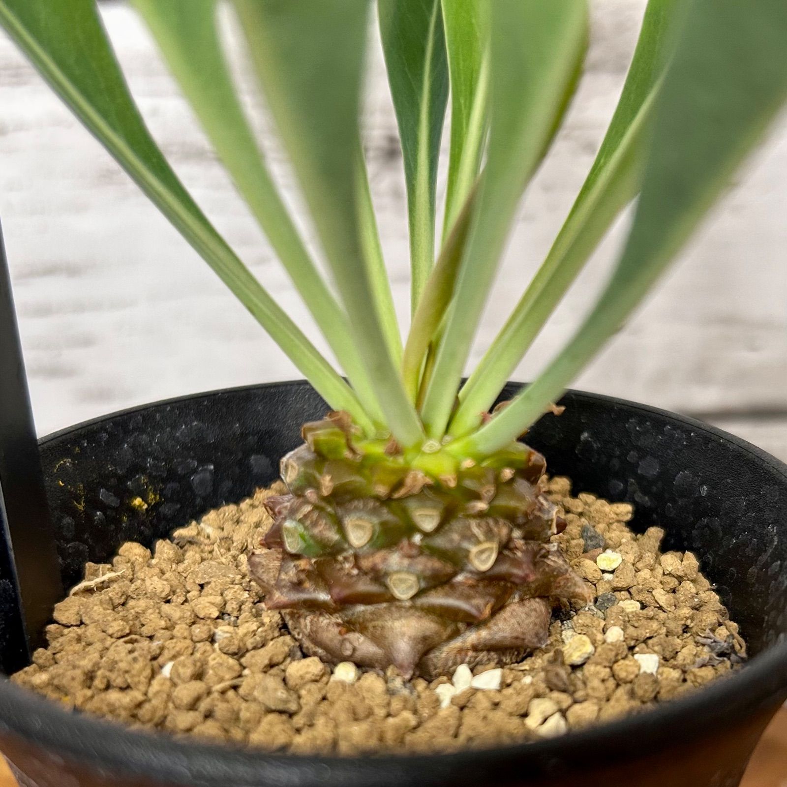 鉄甲丸 雄雌ペア ユーフォルビア ブプレウリフォリア 多肉植物