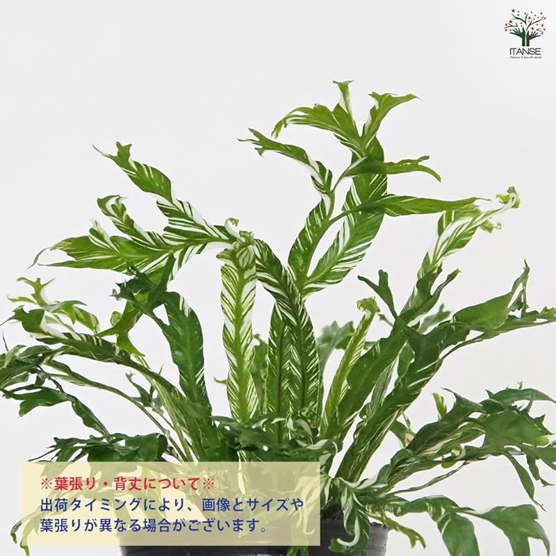 シダ植物 波打った葉が美しい