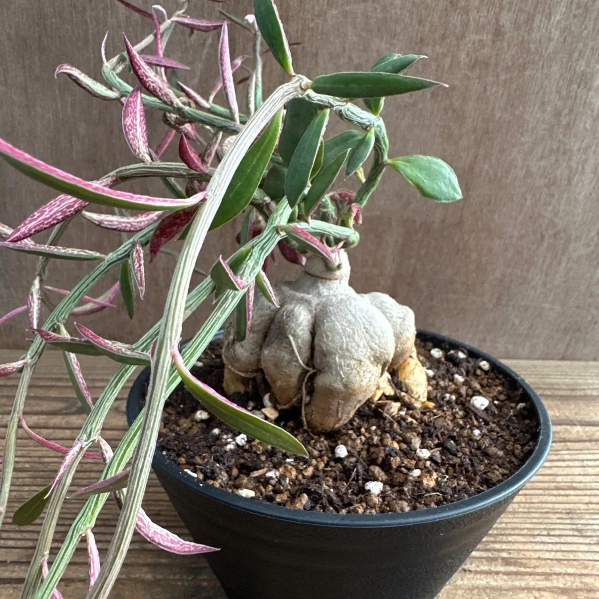 モナデニウム ルベルム① Monadenium montanum var.rubellum 現品 観葉