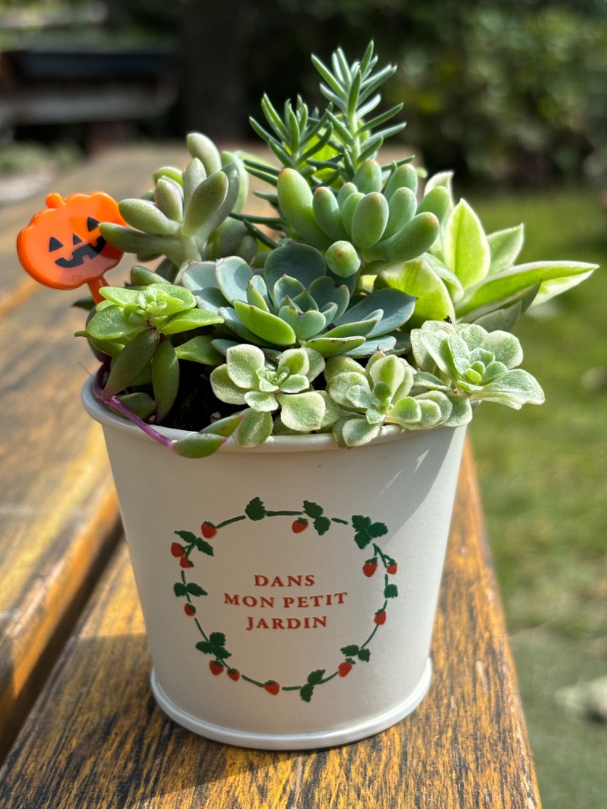 多肉植物＊寄せ植え＊ストロベリー柄鉢＊そのまま飾れる＊ハロウィン 
