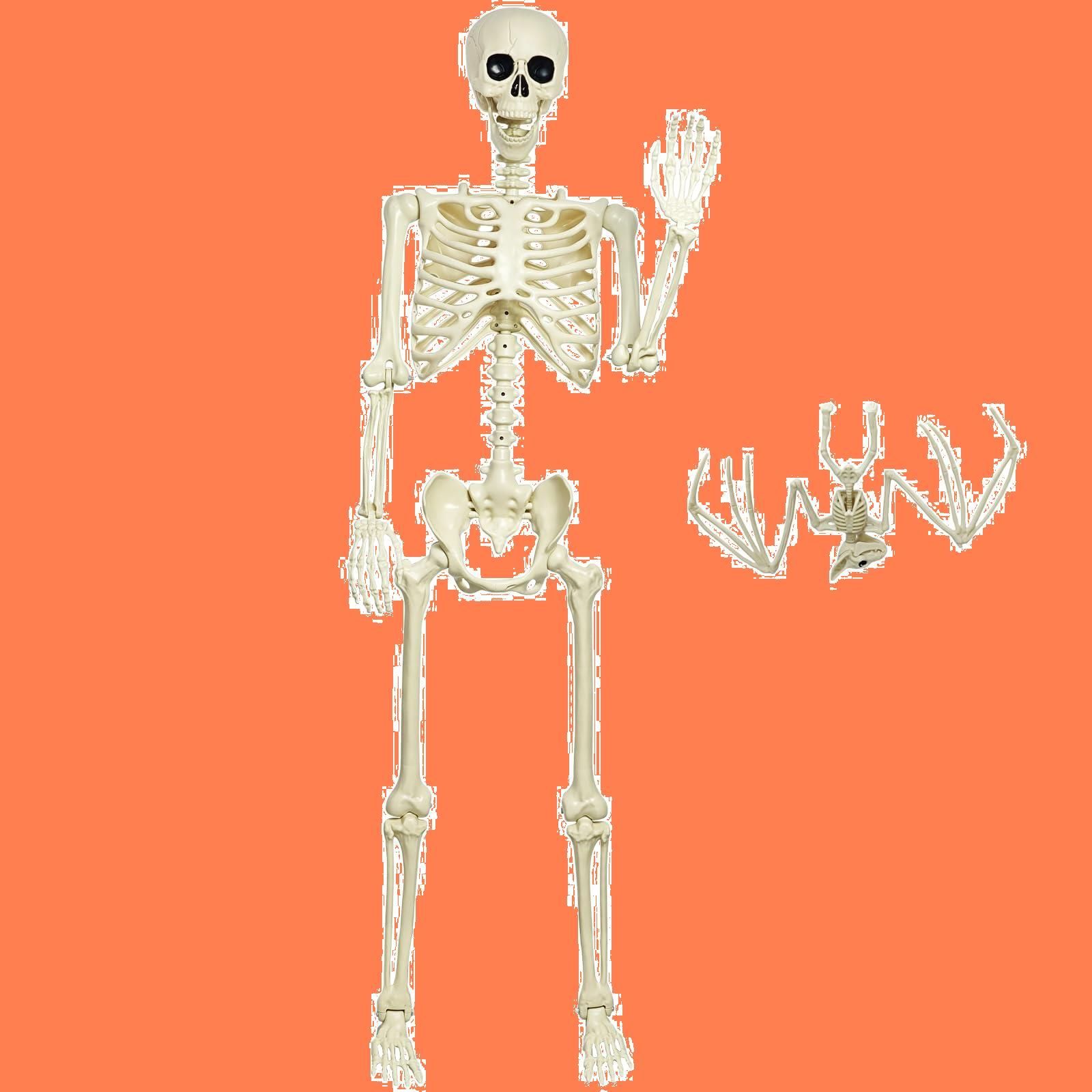 等身大全身骨格模型 骸骨 ハロウィン 飾り 店舗装飾 撮影 150cm 模型