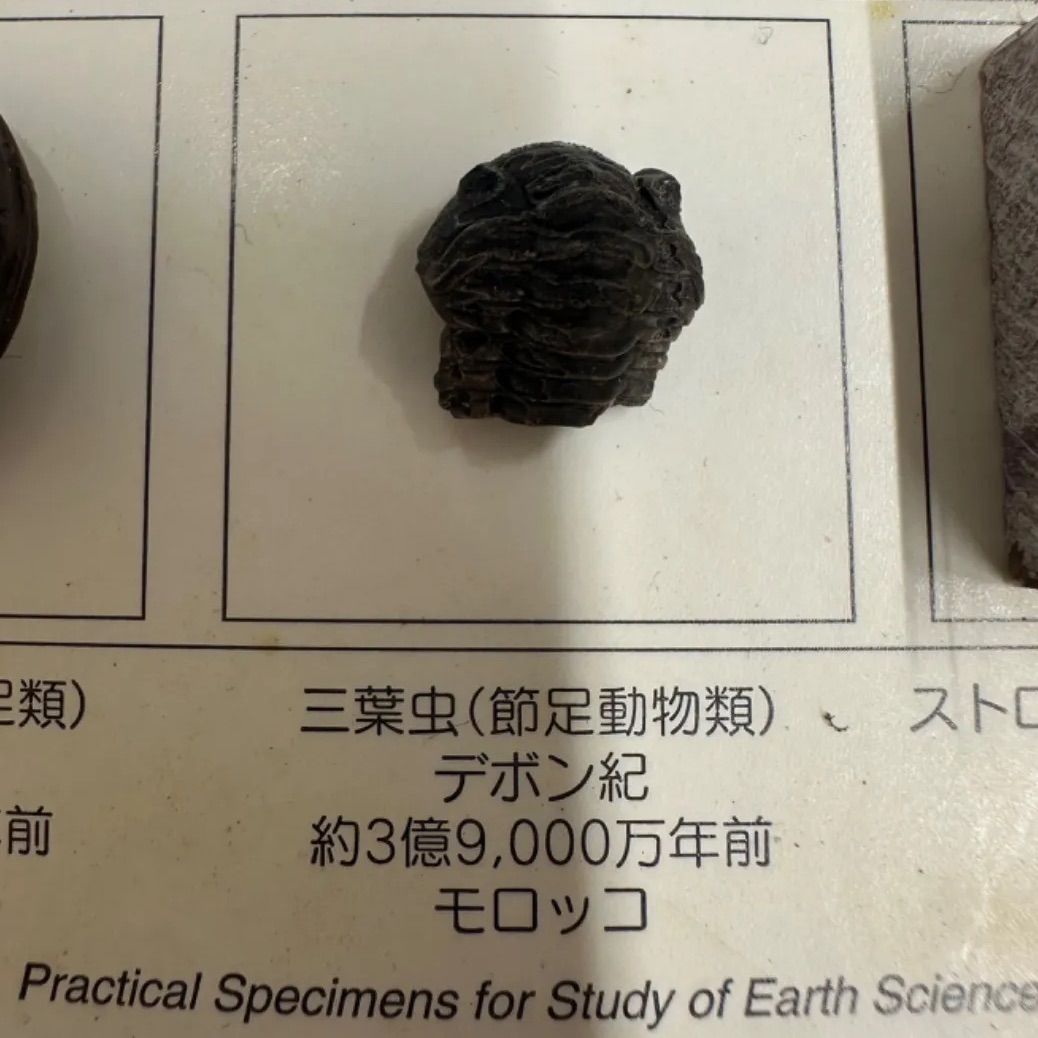 希少】化石 国立科学博物館 FOSSILS SPECIMENS サメの歯化石 アンモナイト 三葉虫 ストロマトライト 1024080200101T  （SNA） - メルカリ