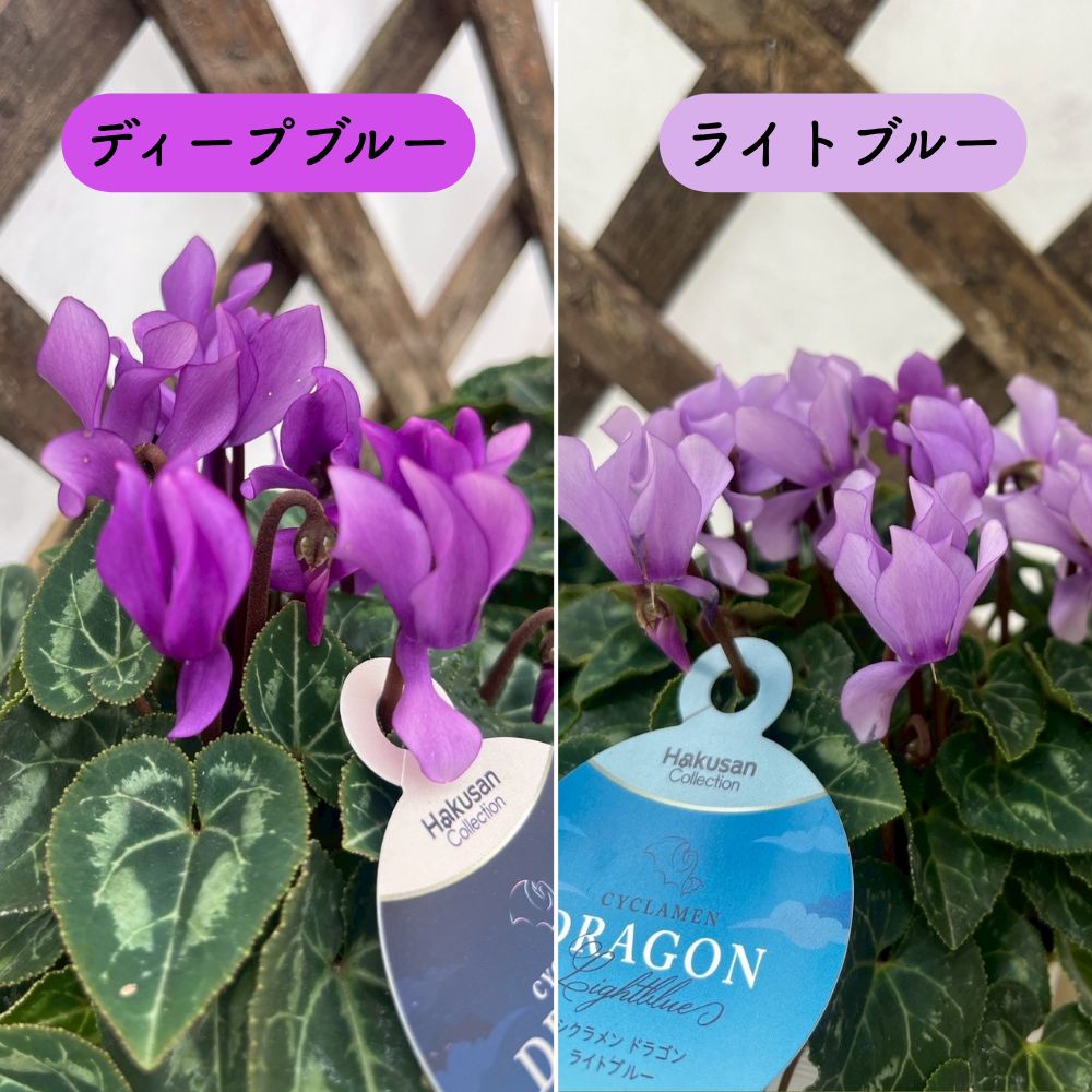 残りわずか】ガーデンシクラメン ドラゴン ディープブルー ライト