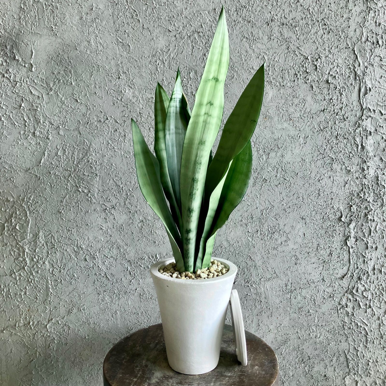 ○ お花のあるシンプルな暮らし ハーバリウム ユーカリ＆カスミソウ