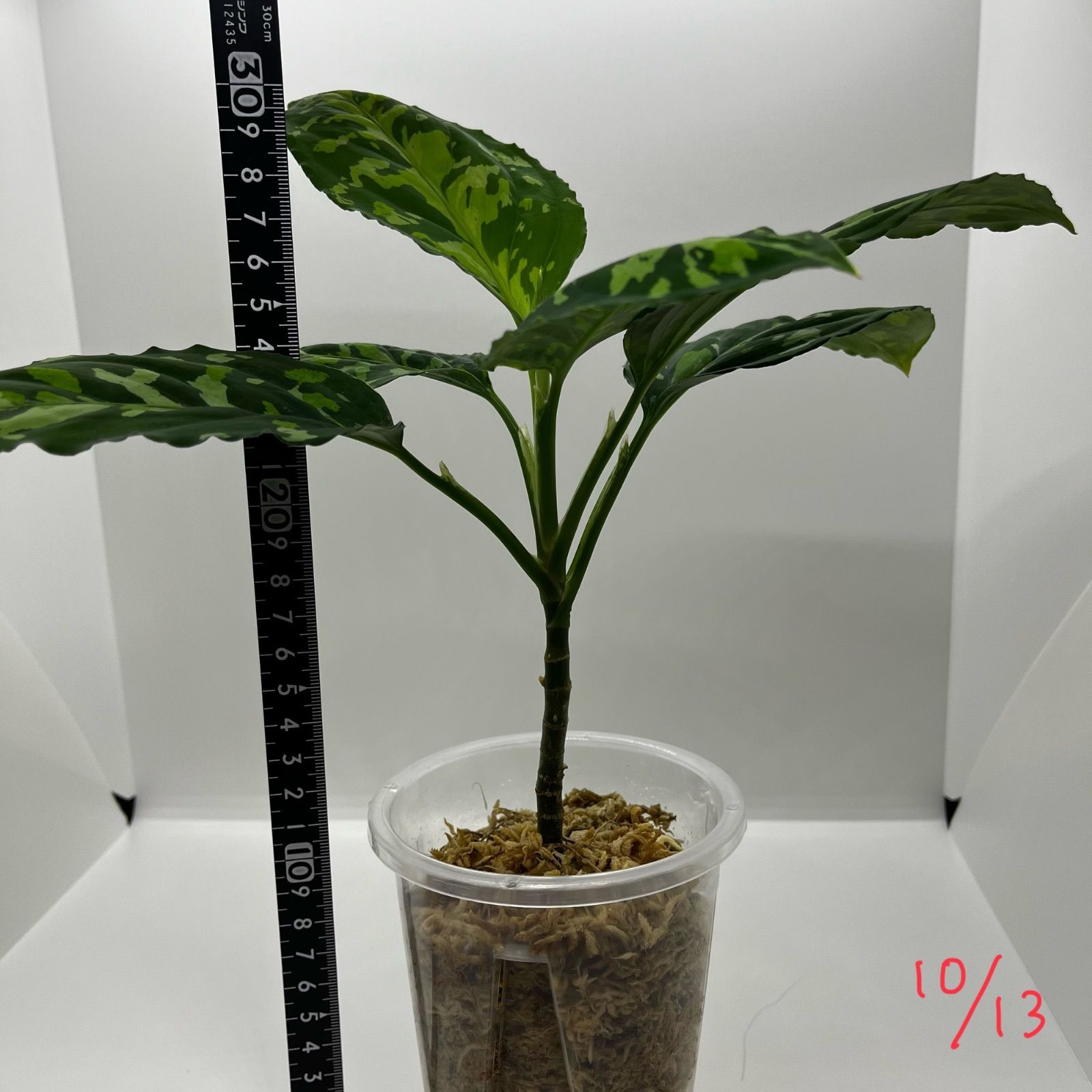 アグラオネマ ピクタム Aglaonema picutm GW2001-60 