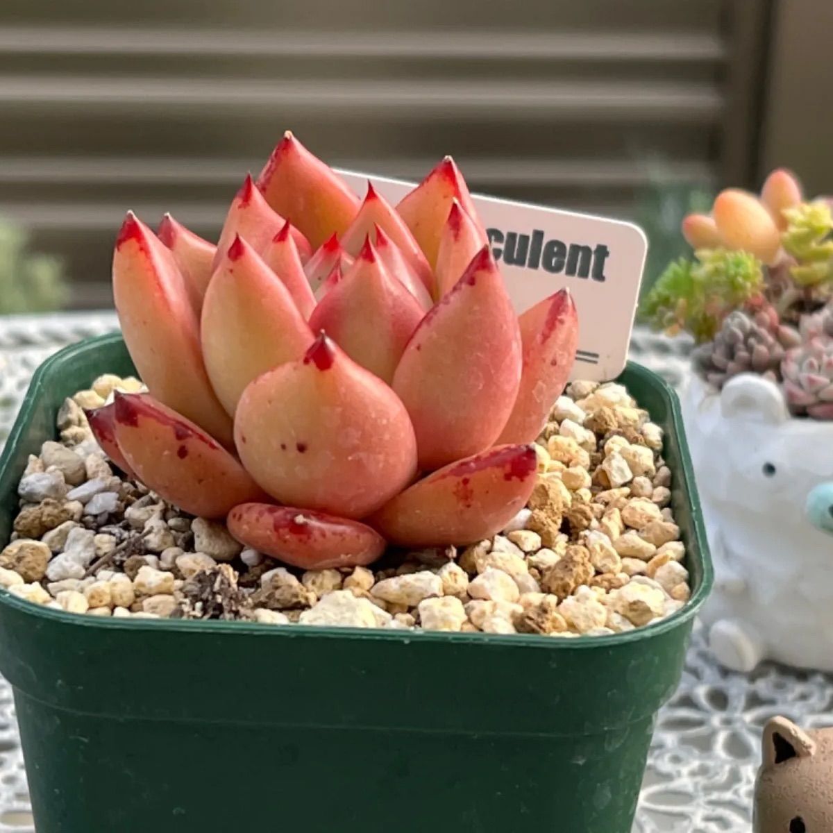 多肉植物 ☘️ リエールさん苗 ブルーオーシャン 抜き苗 札付き - メルカリ