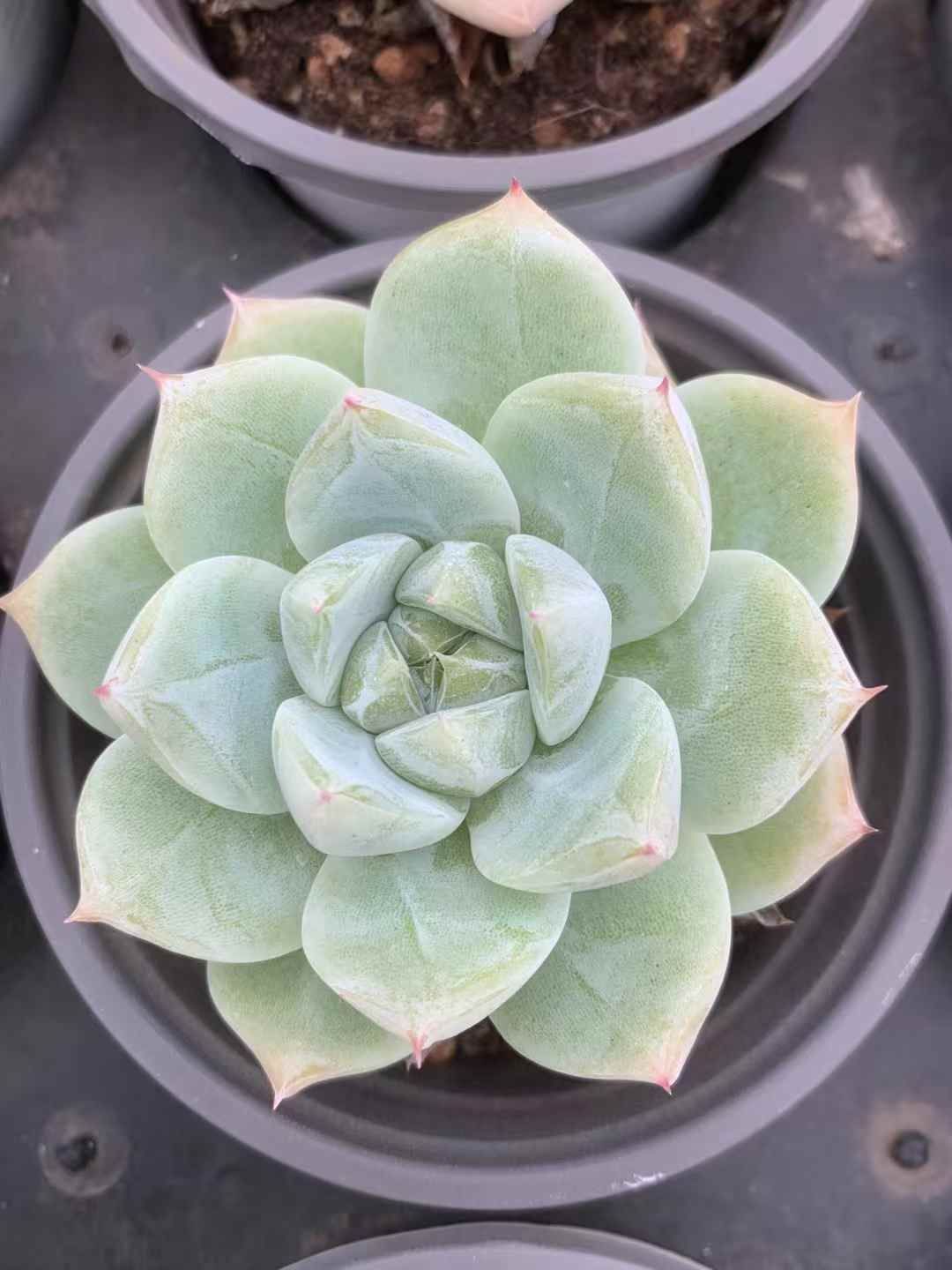 抜き苗 多肉植物