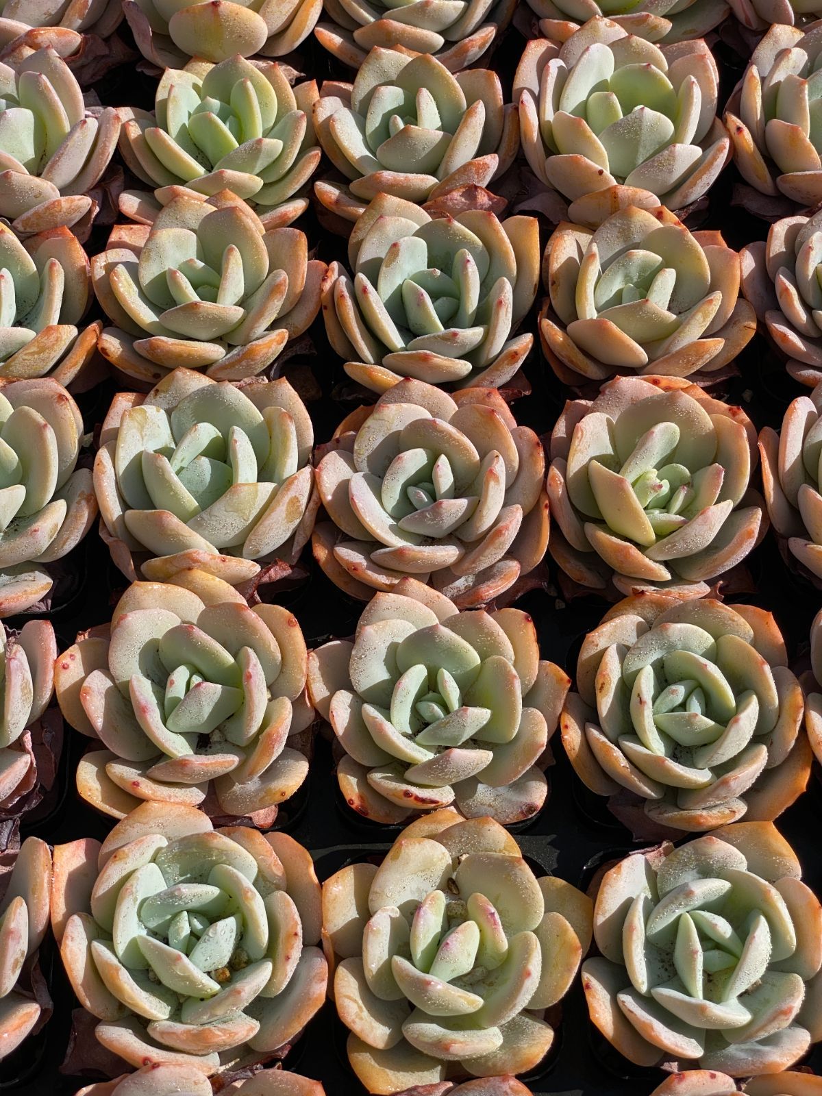 こ*ん様 15種類セット K1061×105苗 土付き 詰め合わせ 多肉植物