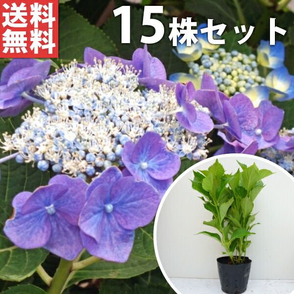 【廃盤】ペルシカリア デモCD サイン入り　即購入可能 ペルシカリア 髪を切った君をいつか 【廃盤】ペルシカリア CD 髪