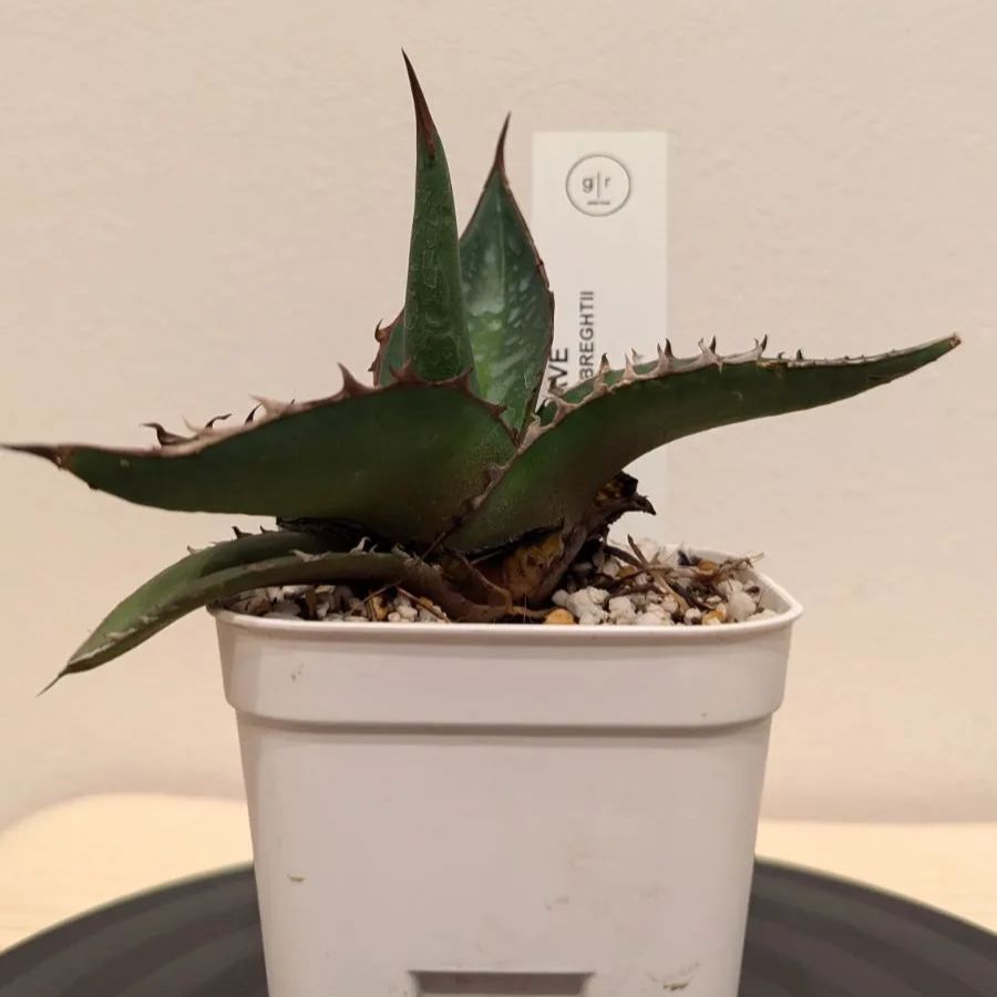 アガベ 帝釈天 ジェスブレイティ Agave ghiesbreghtii 鉢ごと配送 - メルカリ