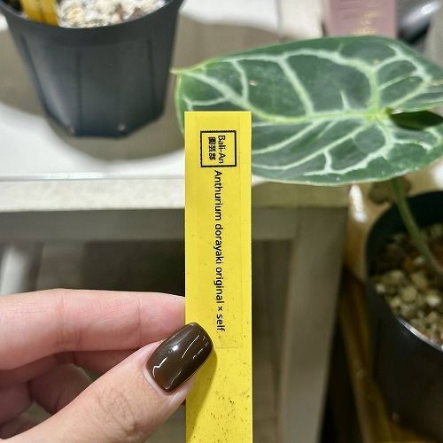 超希少❗️サイズ大❗️アロカシア キサントソーマ リンデニー✨ 超