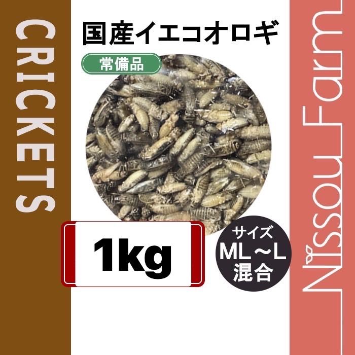 国産冷凍イエコウロギ イエコ 1.5kg マウス等との同梱可 即日発送 送料