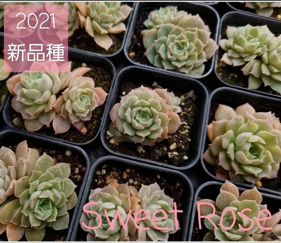 2021新品種 ◇Sweet Rose◇ 韓国苗 エケベリア 多肉植物 - mimo