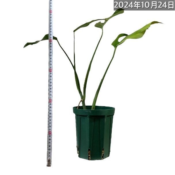 観葉植物 モンステラ バールマルクス フレーム 5号(挿し木) 個体