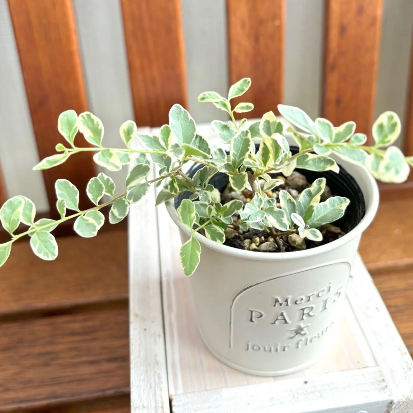 C*E様 ココスヤシシルバーリーフ 【極太】葉先140cm 幹回り130cm 幹 ココスヤシ 極太シルバーリーフ ドライガーデン カルフォルニア