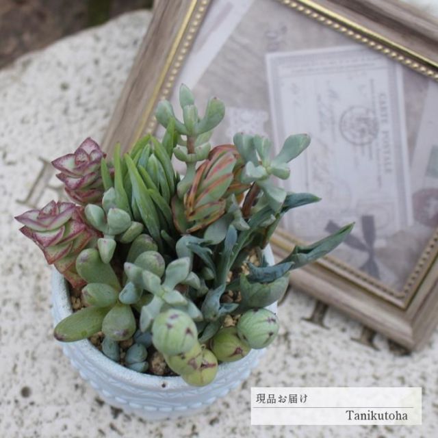 多肉植物☆寄せ植え(お値下げ) 宮殿の寄せ植え ブルー yo47 たにく 多肉植物 寄せ植え 新築祝い 開店