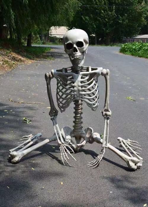 等身大骸骨 全身 スケルトン 骨 ハロウィン 飾り ハンギング デコレーション 店舗装飾 模型 レプリカ 可動式 インテリア 撮影 ホラー リアル 肝試し 学習用教材 WWW_NOITHATQUANGTHANH_NET
