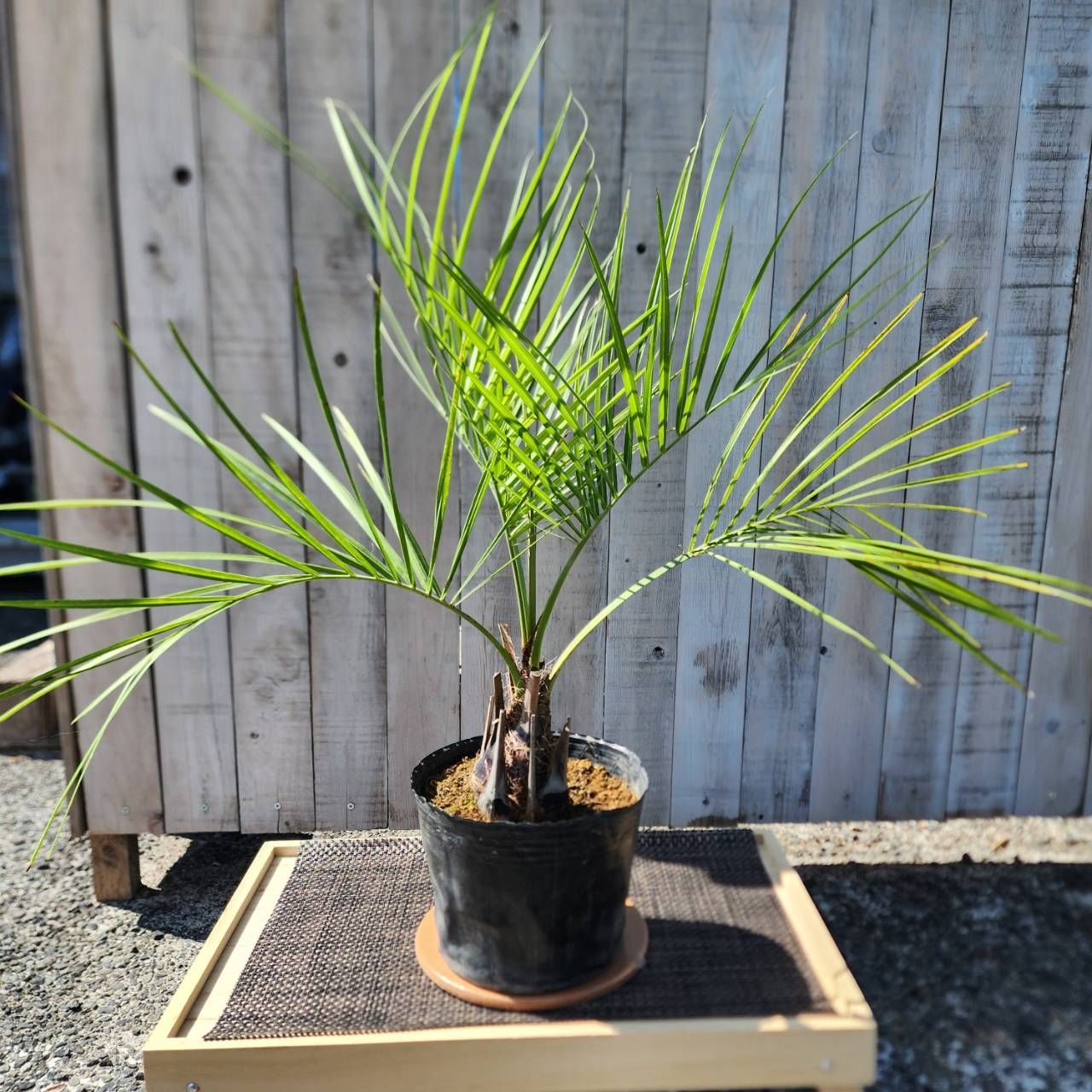 ココスヤシ　高さ鉢底から1m 2cm ココスヤシ 高さ鉢底から1m 2cm ココスヤシ 高さ鉢底から1m 2cm