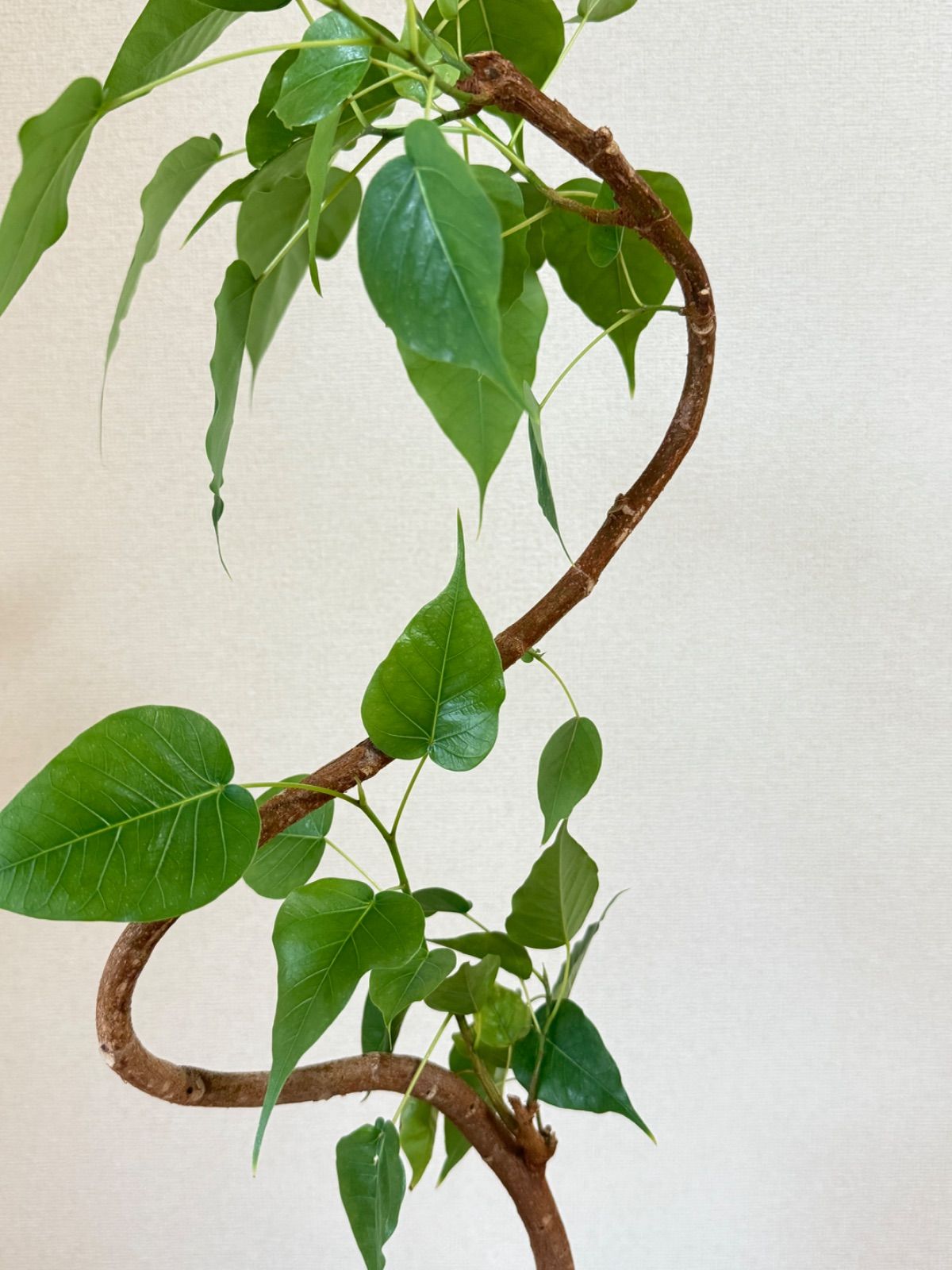 ★フィカス レリジオーサ♪ インドボダイジュ 曲がり 95cm♪ インドボダイジュ（フィカス レリジオーサ） 葉っぱの形が特徴的