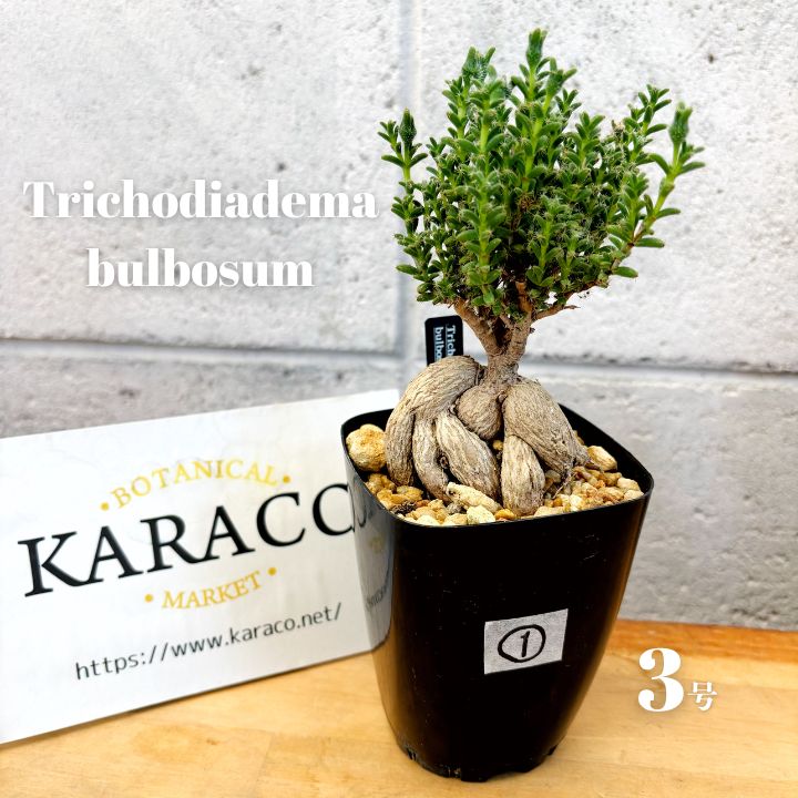 c581 茶碗 販売 乾山 蔦 宮川香せつ 木箱 茶道具 古物