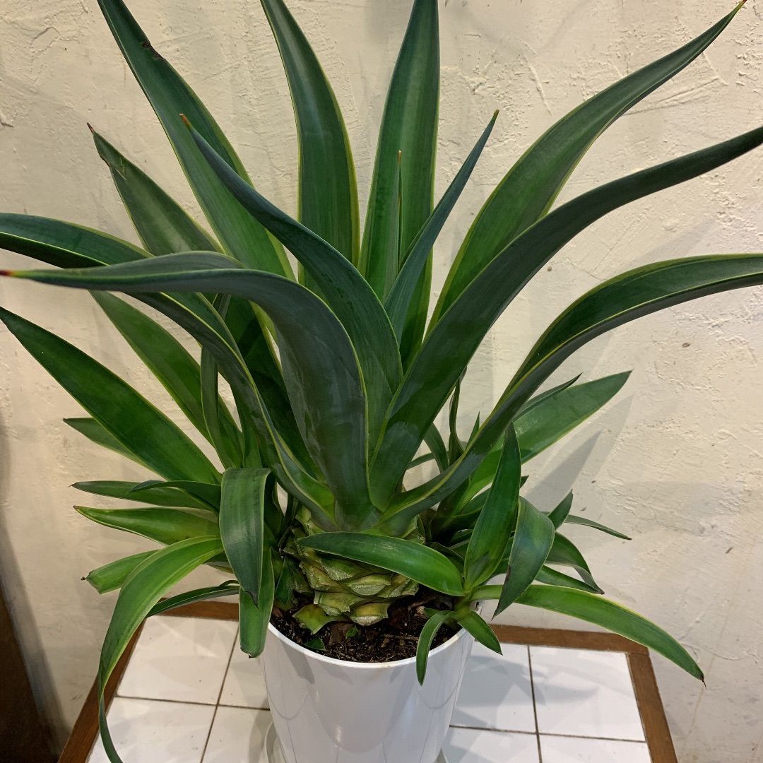 沖縄 観葉植物】現品 大型 アガべ ベネズエラ 6号 幅65㎝ プラ鉢