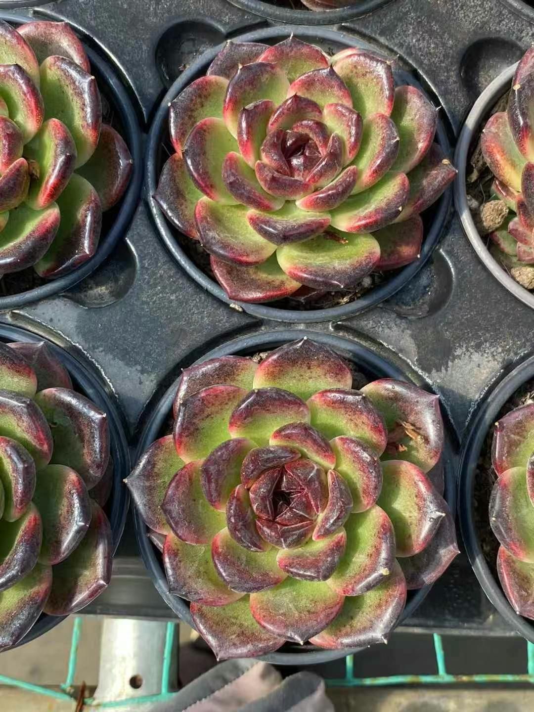 新入荷 ブラックローズ MY74×15鉢 抜き苗 多肉植物 アエオニウム エケベリア サボテン 韓国苗