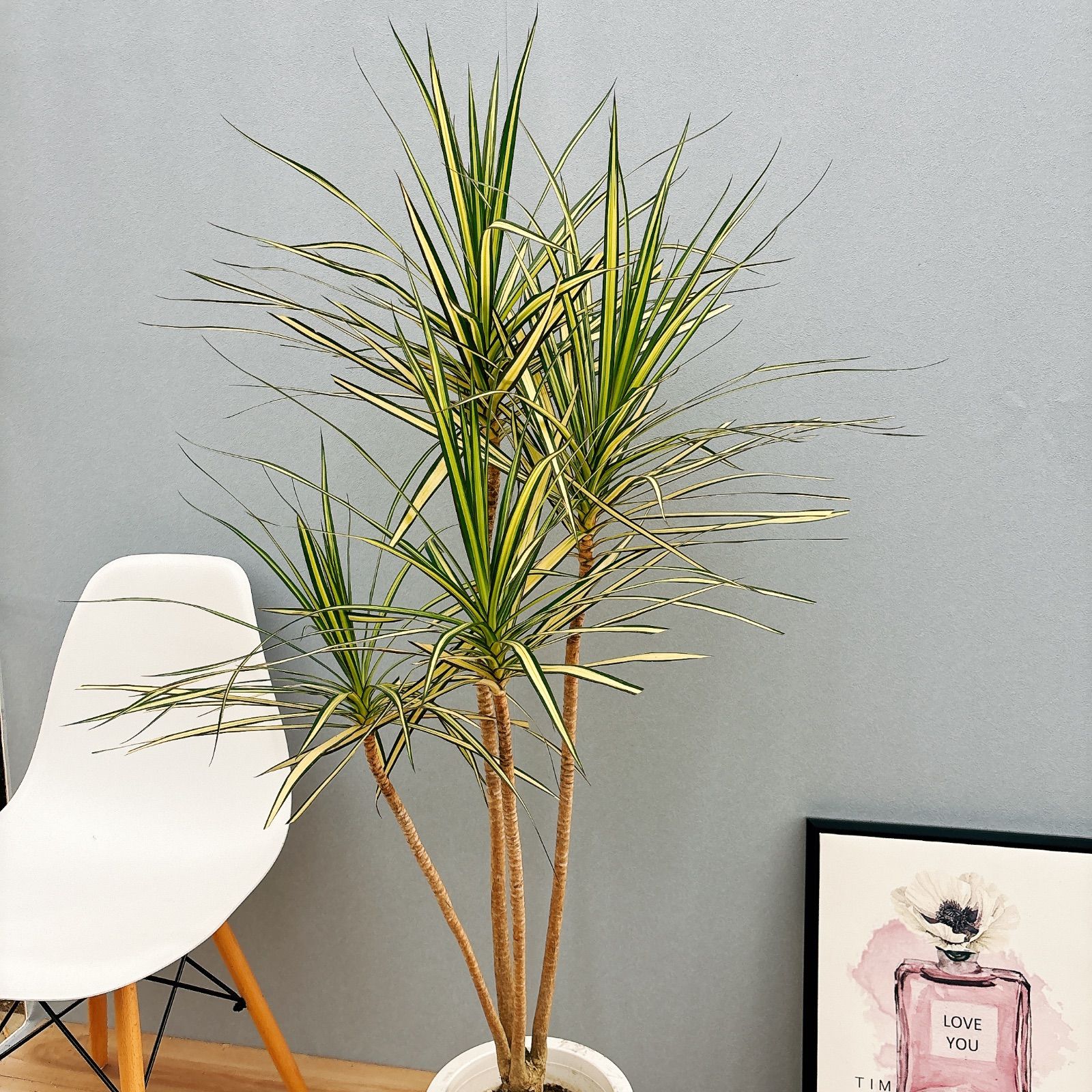 現品］#【希少】#ドラセナ　#マジナータゴールド　　#観葉植物　#レア bf502b716d10b5e2449d29c30419ef