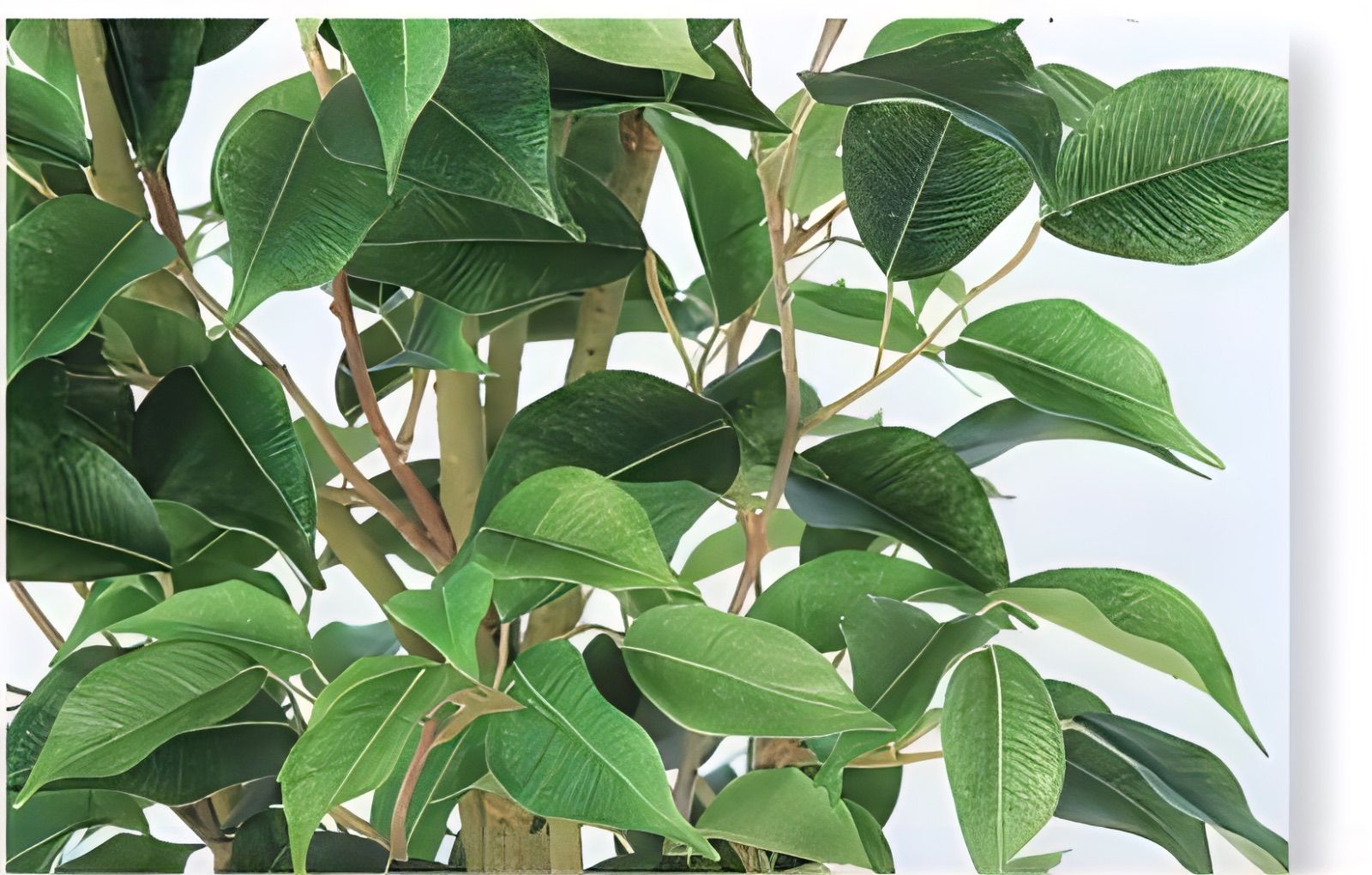 光触媒 人工観葉植物 ウォールグリーン フェイクグリーン ベンジャミン