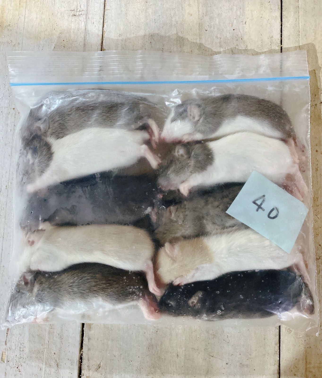 冷凍ラット 30.40サイズ 合計100匹