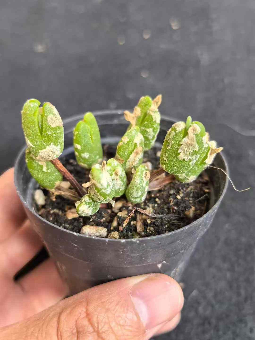 ネイルシール☆F55 カラフル スイーツ カップケーキ アイス