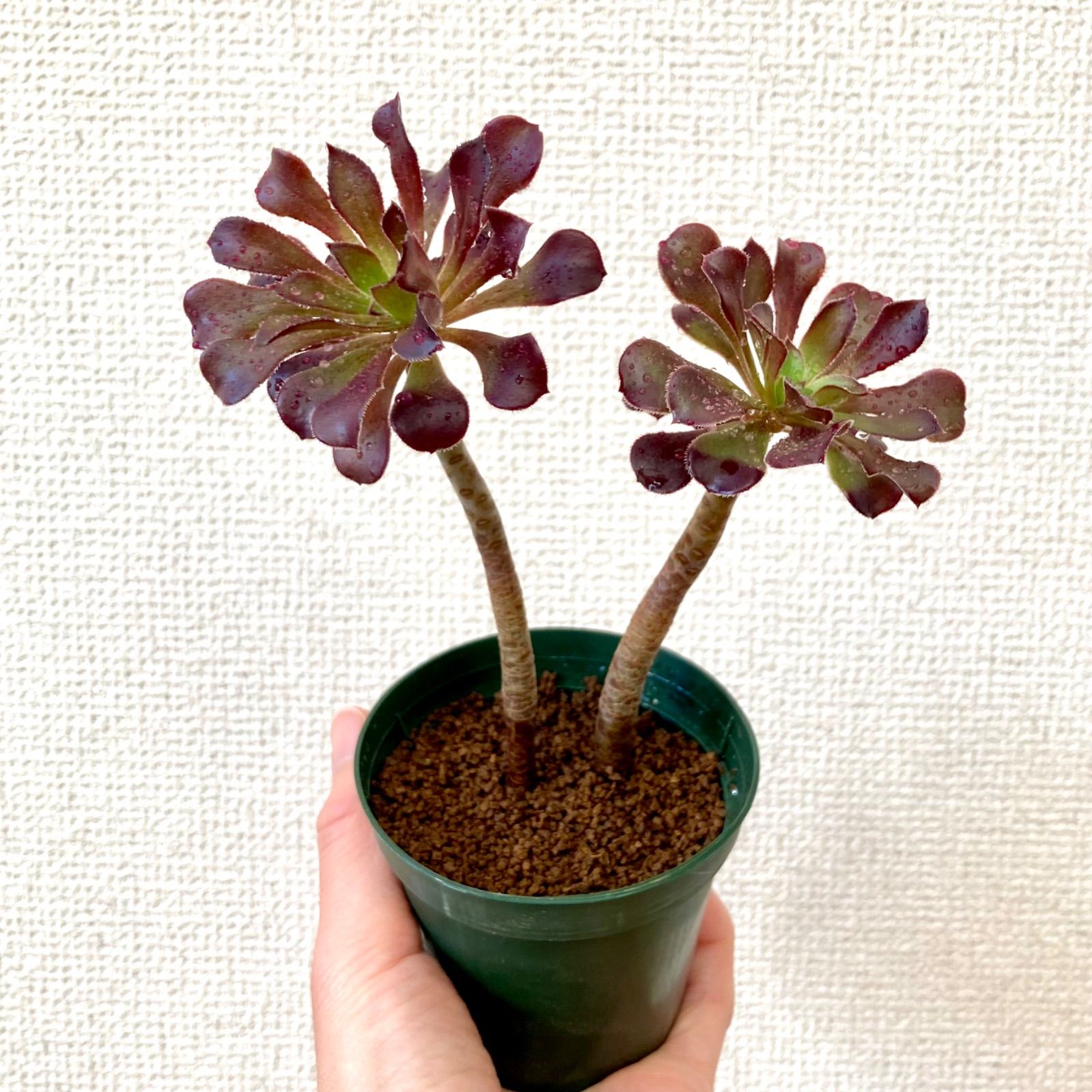 アオエニウム 黒法師・鉢入り・送料込 / 多肉植物 観葉植物 - メルカリ