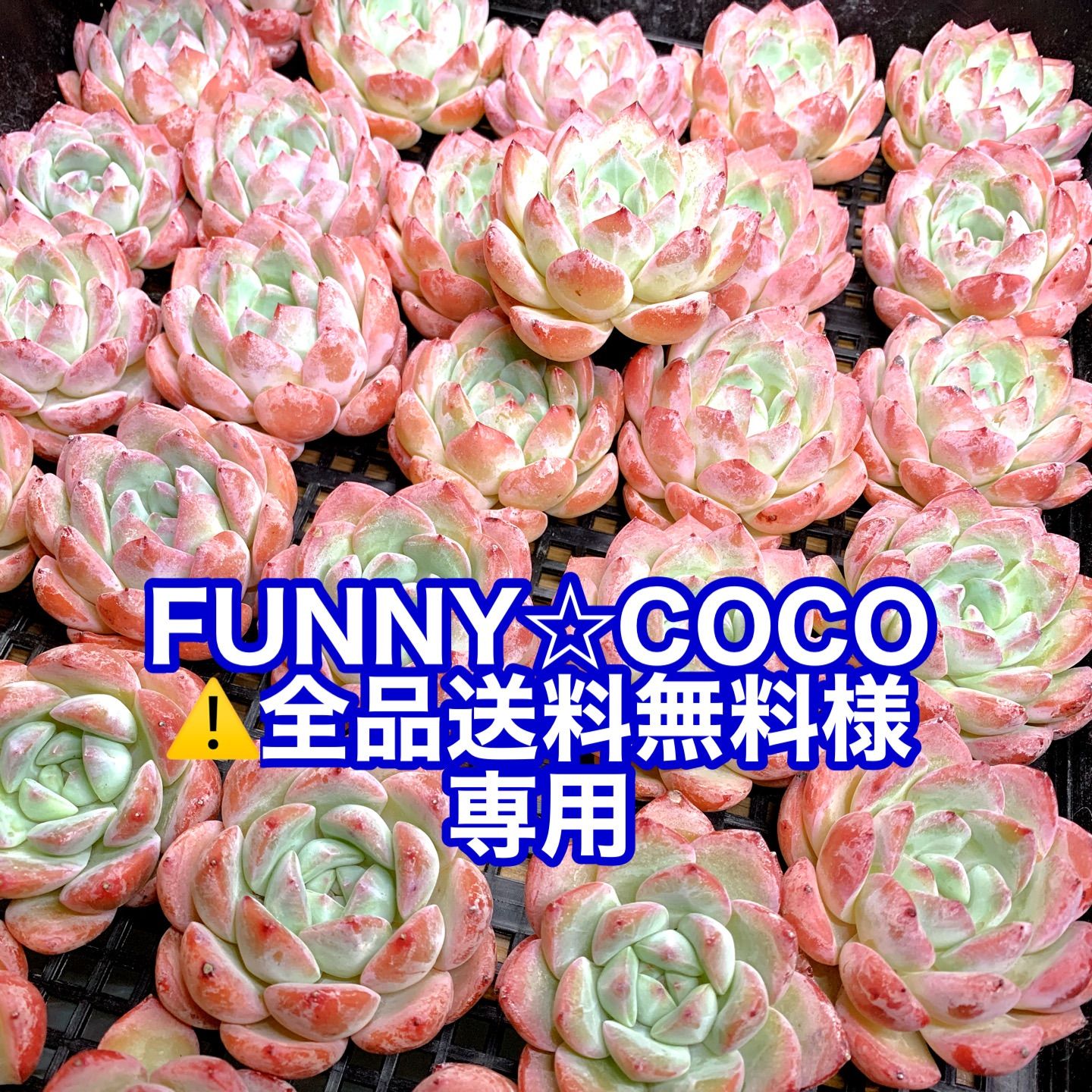 COCO様おまとめ購入専用ページ Coco様 リクエスト 2点 まとめ商品 - メルカリ