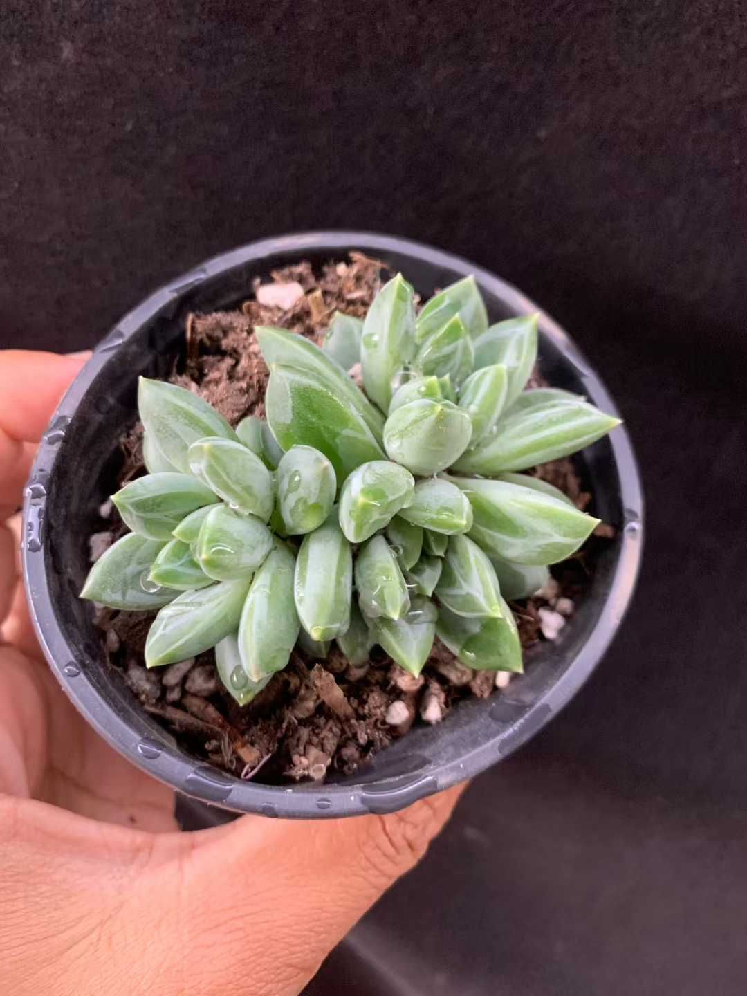 大倉陶園 花瓶28cm 金蝕ぶどう 28cm花器 大倉陶園 葡萄 28cm 花瓶 中古品