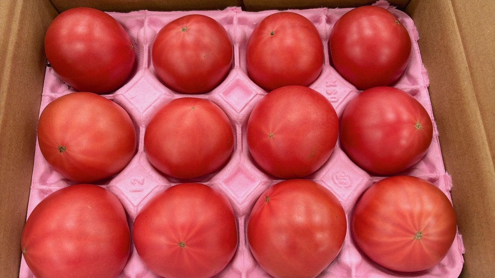 とまと。出品 tomato13_0.jpg