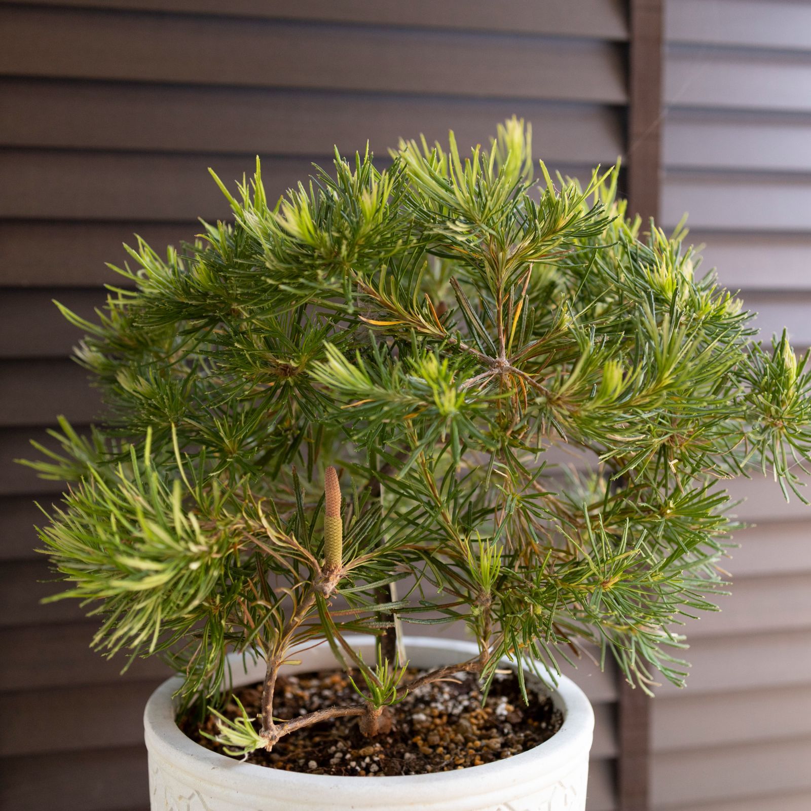 バンクシア バンクシア バースデーキャンドル Banksia birthday