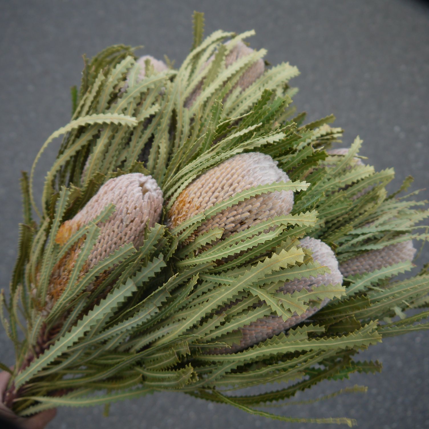 ⭐️バンクシア・フーケリアーナ⭐️ 60cm 8本 送料込 ネイティブ  