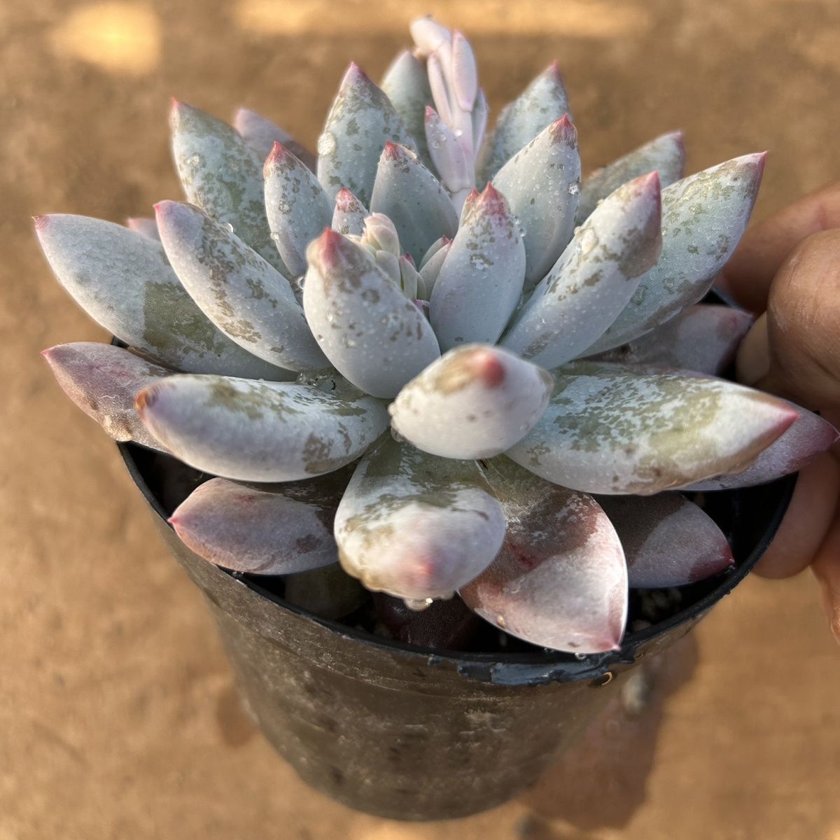 ホンキー 抜き苗 エケベリア 多肉植物 - メルカリ ホンキー 抜き苗 エケベリア 多肉植物 - メルカリ