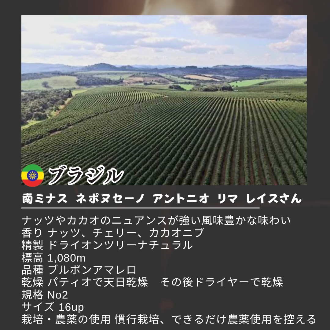 選べる3種 健康新鮮ドリップコーヒー 12個 可愛い猫柄 ねこのめ珈琲 ハンドピック済 炭火自家焙煎コーヒー豆 お土産用にもどうぞ