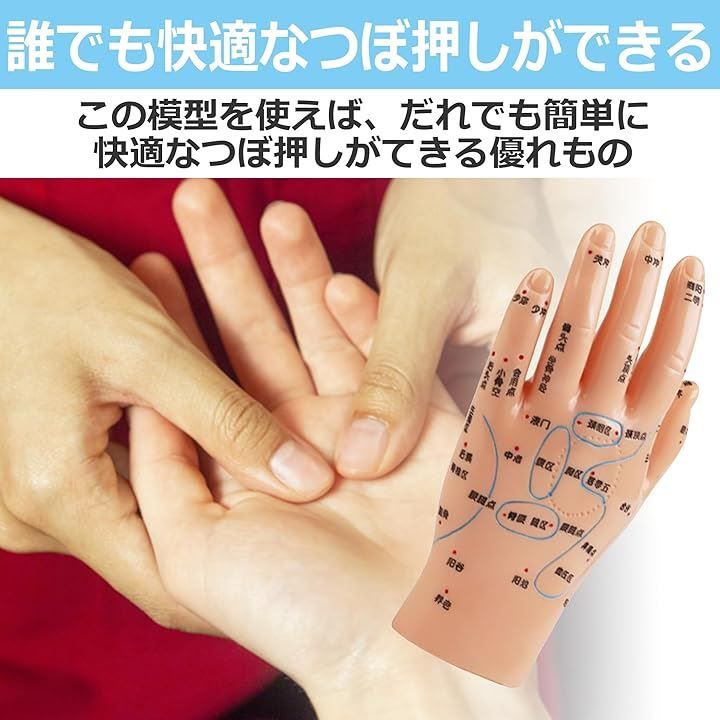 Edison Brain EdisonBrain 手つぼ模型 揉み 反射区