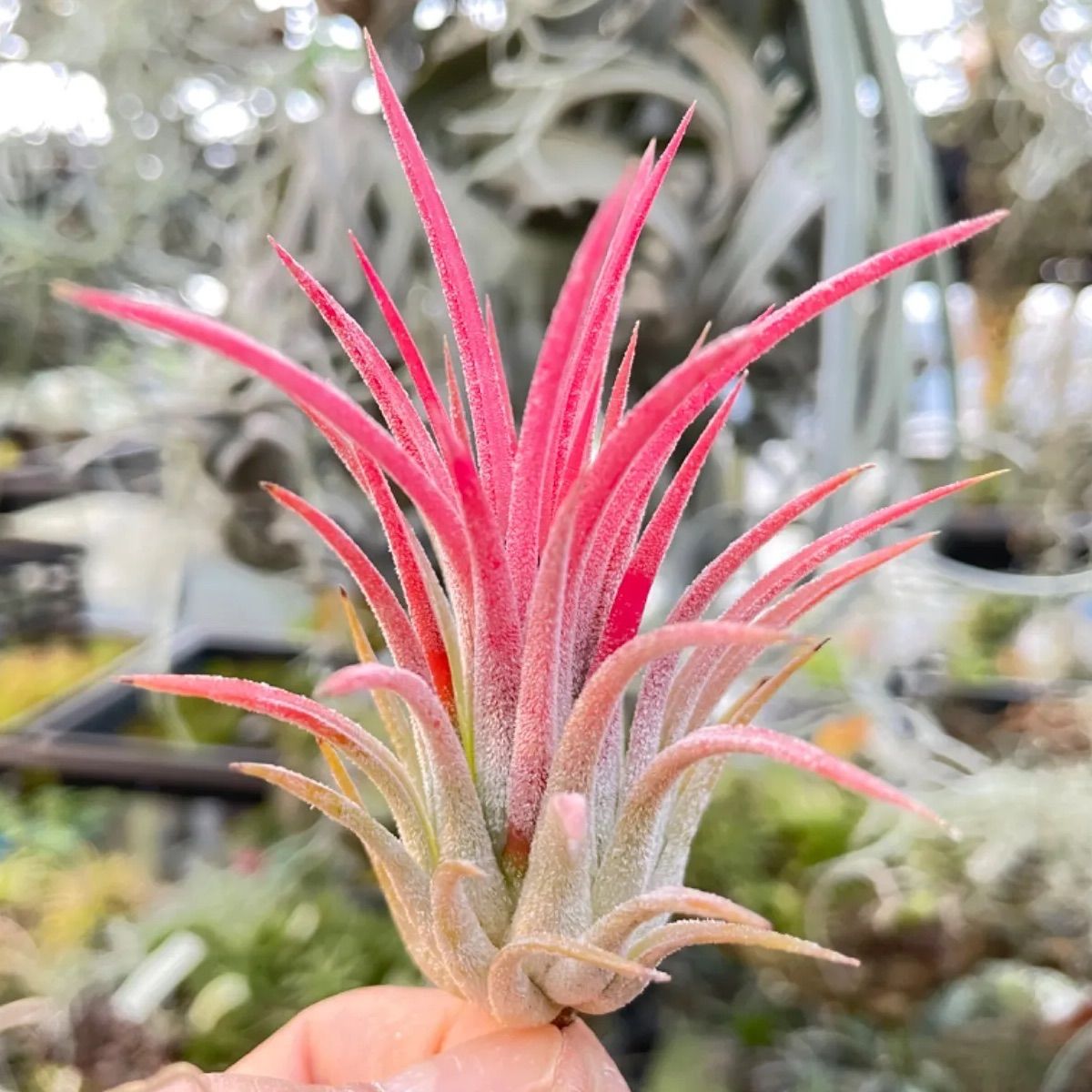 チランジア イオナンタ ホットピンク T. ionantha Hot Pink - メルカリ